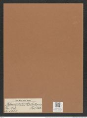 Asteromphalus shadboltianus (Grev.) Rattr. (de-Toni-Nr.: Genus 236, Species 5685) Zeichnungen Sammlung Grunow Mappe 05400 (Herbarium_W_Grunow_drawings_Folder_05400)